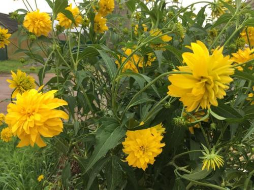 Георгины которые не надо выкапывать. Цветы «Золотые Шары»: «10 лет хочу завести этот зимующий георгин»