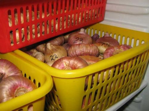 Когда выкапывать гладиолусы. Время и место: когда нужно выкапывать гладиолусы и как их хранить зимой