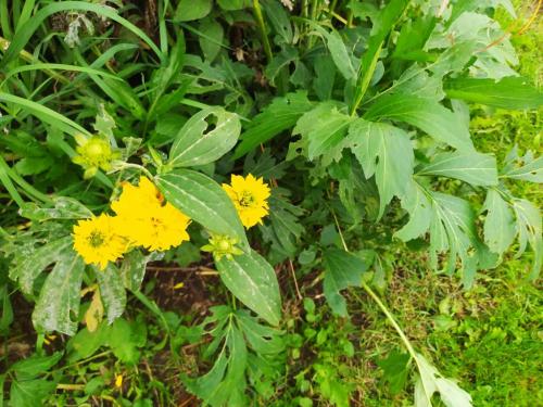 Георгины которые не надо выкапывать. Цветы «Золотые Шары»: «10 лет хочу завести этот зимующий георгин»