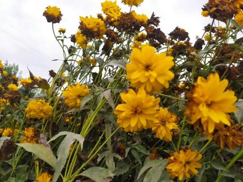 Георгины которые не надо выкапывать. Цветы «Золотые Шары»: «10 лет хочу завести этот зимующий георгин»