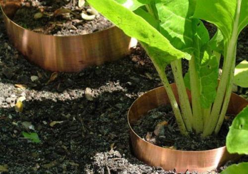 Методы борьбы со слизнями в домах и подвальных помещениях. Как избавиться от слизней в доме при помощи ловушек, приманок и народными способами 06