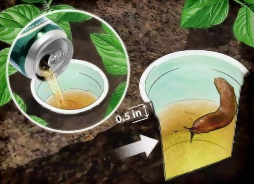 Методы борьбы со слизнями в домах и подвальных помещениях. Как избавиться от слизней в доме при помощи ловушек, приманок и народными способами 04