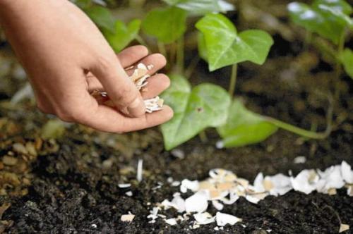 Методы борьбы со слизнями в домах и подвальных помещениях. Как избавиться от слизней в доме при помощи ловушек, приманок и народными способами 05