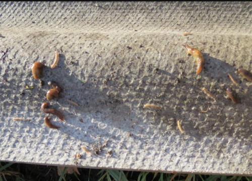 Методы борьбы со слизнями в домах и подвальных помещениях. Как избавиться от слизней в доме при помощи ловушек, приманок и народными способами 02