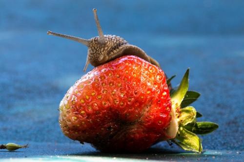 Как избавиться от слизней навсегда. Как избавиться от слизней в доме: 8 средств и методы, которые удивят простотой