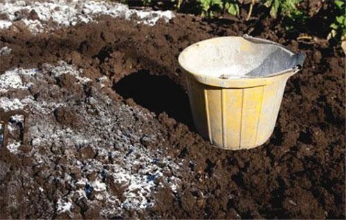 Борьба со слизнями на огороде. Как бороться со слизнями в огороде?