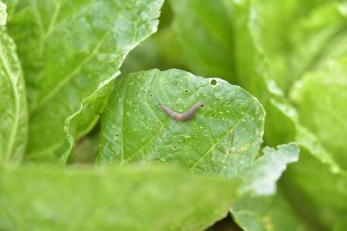 Слизни и методы борьбы с ними. Химические способы, как избавиться от слизней 03 Слизни и методы борьбы с ними. Химические способы, как избавиться от слизней 03