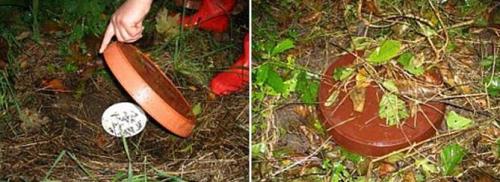 Борьба со слизнями на огороде. Как бороться со слизнями в огороде?