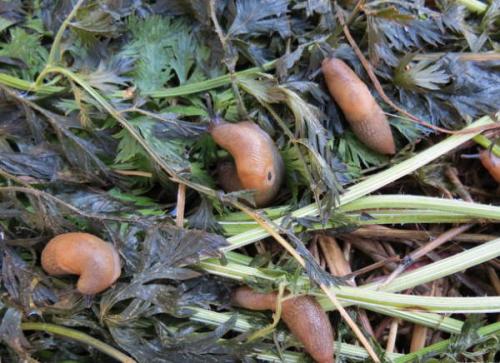 Методы борьбы со слизнями в домах и подвальных помещениях. Как избавиться от слизней в доме при помощи ловушек, приманок и народными способами 03