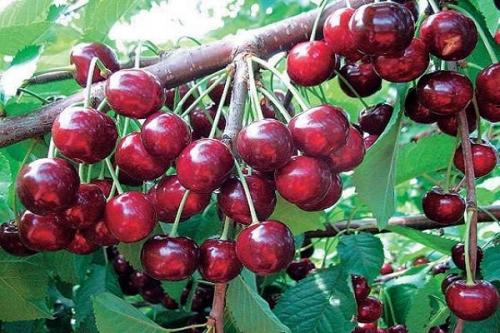 Самые урожайные сорта черешни для средней полосы. Лучшие самоплодные и низкорослые сорта черешни для выращивания в средней полосе России, посадка и уход
