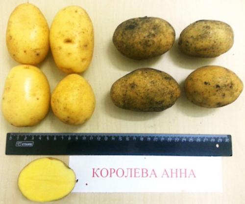 Картофель Королева Анна. Описание сорта, фото, отзывы