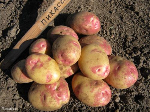 Картофель Пикассо. Описание сорта, фото, отзывы