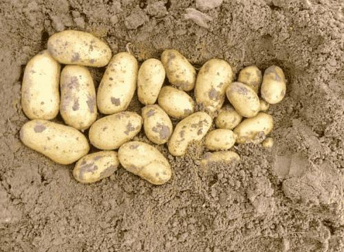 Картофель Королева Анна. Описание сорта, фото, отзывы