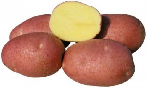 Рокко картофель характеристика. Картофель «Рокко»: характеристика, история выведения