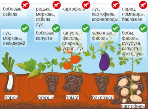 Картофель Пикассо. Описание сорта, фото, отзывы