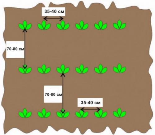 Картофель Пикассо. Описание сорта, фото, отзывы