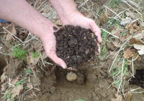 Картофель Пикассо. Описание сорта, фото, отзывы