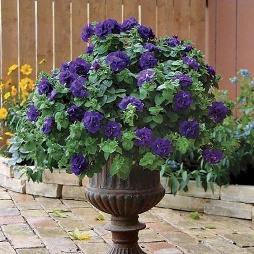 Неприхотливые уличные цветы в горшках. 15 цветущих и декоративных растений в кашпо для улицы