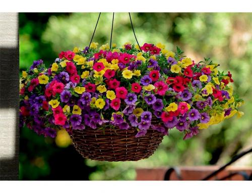 Неприхотливые уличные цветы в горшках. 15 цветущих и декоративных растений в кашпо для улицы