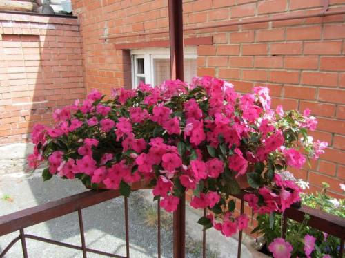 Неприхотливые уличные цветы в горшках. 15 цветущих и декоративных растений в кашпо для улицы