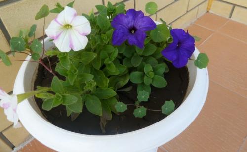 Неприхотливые уличные цветы в горшках. 15 цветущих и декоративных растений в кашпо для улицы