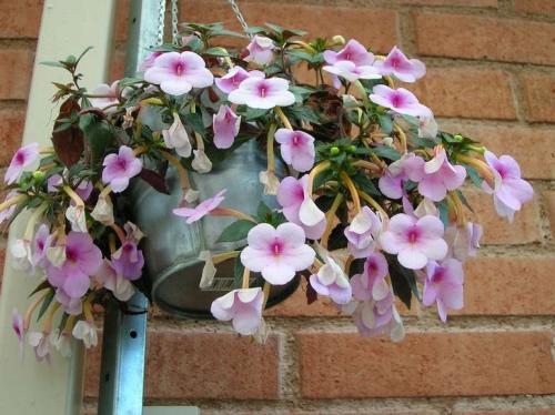 Неприхотливые уличные цветы в горшках. 15 цветущих и декоративных растений в кашпо для улицы