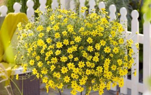 Неприхотливые уличные цветы в горшках. 15 цветущих и декоративных растений в кашпо для улицы