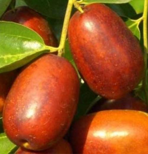 Унаби сушеный польза. Полезные и целебные свойства зизифуса (унаби), противопоказания