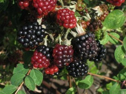 Как правильно хранить собранную ежевику. Как правильно хранить ежевику - заготовки