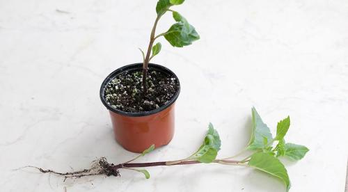 Как сберечь георгины до следующего года. Как сохранить клубни георгин до следующей весны? 19 Как сберечь георгины до следующего года. Как сохранить клубни георгин до следующей весны? 19