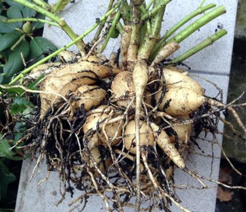 Надо ли мыть георгины на зиму. Как правильно хранить георгины зимой, когда выкапывать клубни?