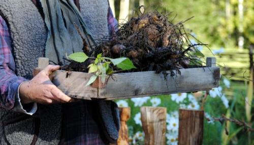 Надо ли мыть георгины на зиму. Как правильно хранить георгины зимой, когда выкапывать клубни?