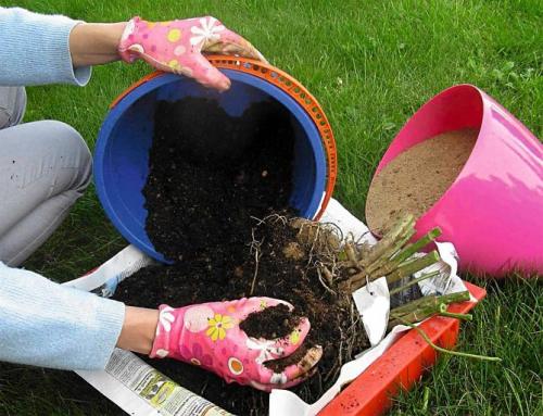 Как хранить георгины после выкапывания. Как правильно хранить георгины зимой, когда выкапывать клубни?