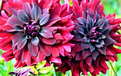 Как выкопать клубни георгинов и подготовить их к хранению. Когда выкапывать георгины осенью и как хранить их зимой? 18