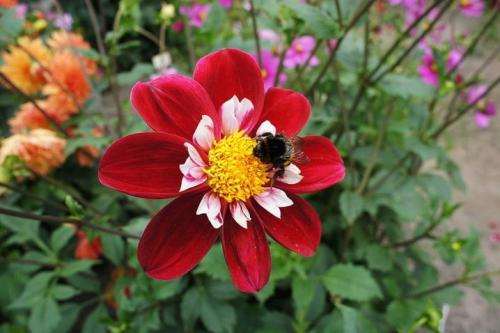 Как выкопать клубни георгинов и подготовить их к хранению. Когда выкапывать георгины осенью и как хранить их зимой? 15