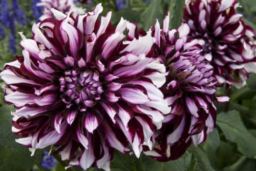 Георгины уход. Георгины посадка и уход в открытом грунте