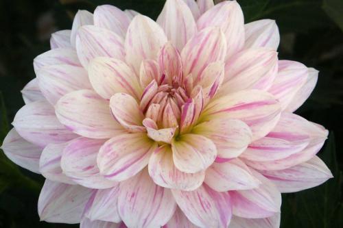 Георгины уход. Георгины посадка и уход в открытом грунте