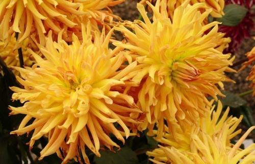 Как выкопать клубни георгинов и подготовить их к хранению. Когда выкапывать георгины осенью и как хранить их зимой? 23