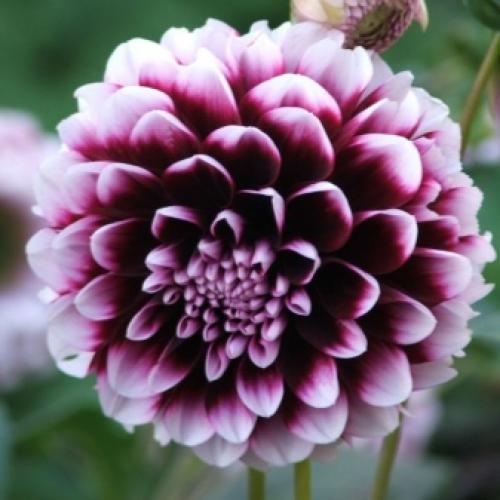 Как выкопать клубни георгинов и подготовить их к хранению. Когда выкапывать георгины осенью и как хранить их зимой? 16