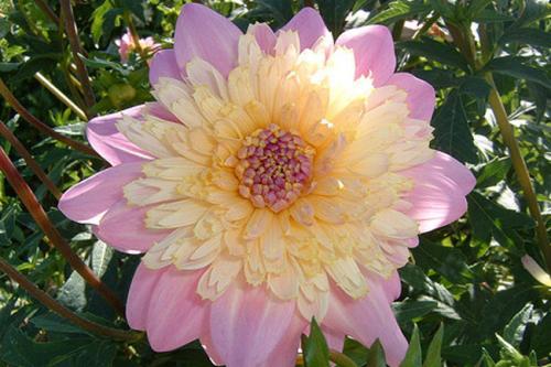 Георгины уход. Георгины посадка и уход в открытом грунте