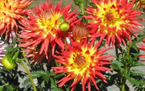 Как выкопать клубни георгинов и подготовить их к хранению. Когда выкапывать георгины осенью и как хранить их зимой? 22