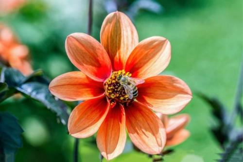 Как выкопать клубни георгинов и подготовить их к хранению. Когда выкапывать георгины осенью и как хранить их зимой? 13