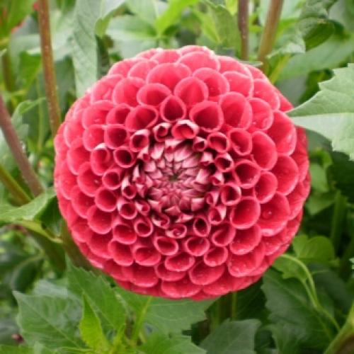 Как выкопать клубни георгинов и подготовить их к хранению. Когда выкапывать георгины осенью и как хранить их зимой? 21