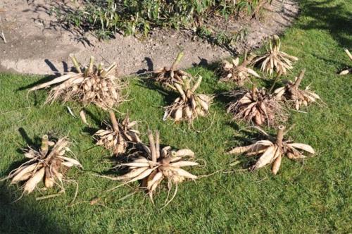 Хранение георгинов в домашних условиях. Как правильно хранить георгины зимой, когда выкапывать клубни?