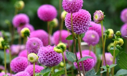 Как выкопать клубни георгинов и подготовить их к хранению. Когда выкапывать георгины осенью и как хранить их зимой? 19