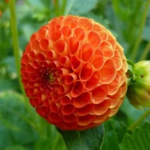 Как выкопать клубни георгинов и подготовить их к хранению. Когда выкапывать георгины осенью и как хранить их зимой? 20