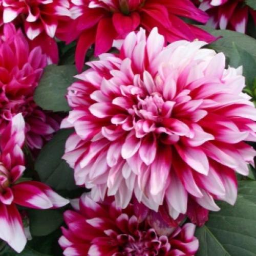 Как выкопать клубни георгинов и подготовить их к хранению. Когда выкапывать георгины осенью и как хранить их зимой? 17