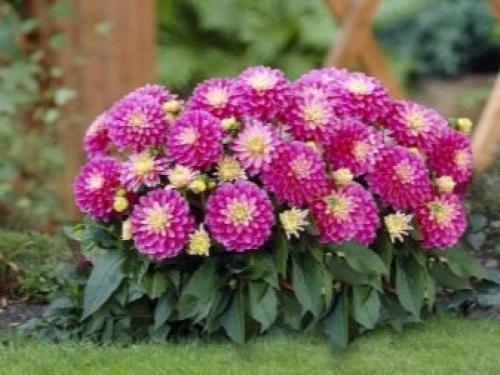 Как выкопать клубни георгинов и подготовить их к хранению. Когда выкапывать георгины осенью и как хранить их зимой? 11