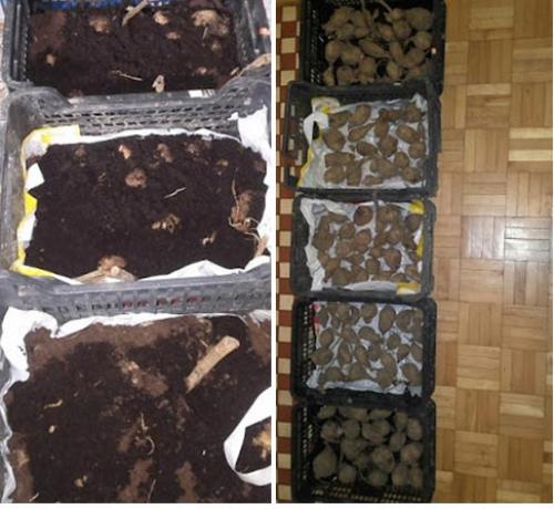 Как хранить георгины после выкапывания. Как правильно хранить георгины зимой, когда выкапывать клубни?