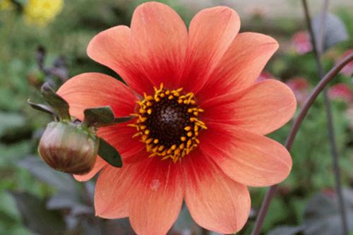 Георгины уход. Георгины посадка и уход в открытом грунте